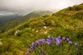 Beautiful blue flowers on the mountain ridge. In the background rain clouds. Royalty Free Stock Photo