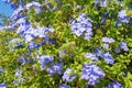 Blue flowers of Plumbago Auriculata in garden Royalty Free Stock Photo