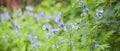 Beautiful blue flowers  polemonium acutiflorum for cold climates Royalty Free Stock Photo