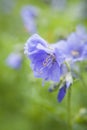 Beautiful blue flowers  polemonium acutiflorum Royalty Free Stock Photo