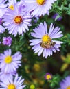 Beautiful blue flowers Sapphire Mist.Aster dumosus with a bee in autumn garden