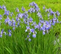 Iris sibirica Royalty Free Stock Photo