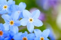 Beautiful blue flowers, Super macro