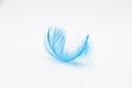 Beautiful blue fluffy bird feather on a white background Royalty Free Stock Photo