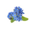 Beautiful blue Forget-me-not flowers isolated on white Royalty Free Stock Photo