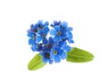 Beautiful blue Forget-me-not flowers isolated on white Royalty Free Stock Photo