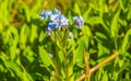 Beautiful blue forget me not flowers landscape Hemsedal Norway Royalty Free Stock Photo