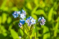 Beautiful blue forget me not flowers landscape Hemsedal Norway Royalty Free Stock Photo