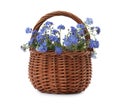 Beautiful blue forget-me-not flowers in wicker basket isolated on white Royalty Free Stock Photo