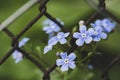 Beautiful, blue, fragrant flowers of Brunnera macrophylla or nebozhodniki and old, rusty fence chain-link, on a blurred background