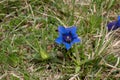 beautiful blue gentian flower grows among the grass.