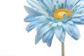 Beautiful blue gerbera daisy isolated on white Royalty Free Stock Photo