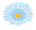 Beautiful blue gerbera isolated on white background . Royalty Free Stock Photo