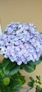 Beautiful blue giant hydrangea