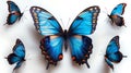 Beautiful blue and gold colored butterflies on the white background AI generated Royalty Free Stock Photo