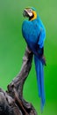 Beautiful blue-and-gold macaw bird perching on the dark log over