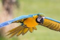 Beautiful blue and gold Macaw parrot bird flying Royalty Free Stock Photo