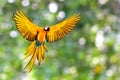 Beautiful Blue and gold macaw parrot flying on green nature background. Royalty Free Stock Photo