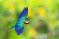 Beautiful Blue and gold macaw parrot flying on green nature background. Royalty Free Stock Photo