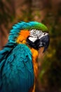 Beautiful Blue and Gold Macaw - Parrot Portrait Royalty Free Stock Photo