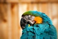 Beautiful Blue and Gold Macaw - Parrot Portrait 7 Royalty Free Stock Photo