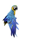 Beautiful Blue and Gold macaw parrot stretching its wings and puffy feathers isolated on white background, lovely animal pet Royalty Free Stock Photo