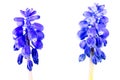 beautiful blue grape hyacinth flower isolated on white background Royalty Free Stock Photo