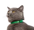 beautiful blue gray british cat isolated on the white Royalty Free Stock Photo