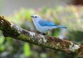 Blue-gray Tanager Thraupis episcopus perched on a tree branch