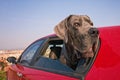 Blue great dane dog standing in a car Royalty Free Stock Photo