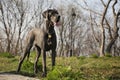 Great grey dog looking in the nature Royalty Free Stock Photo