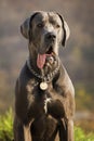 Beautiful grey dog siting in the grass and looking in the nature Royalty Free Stock Photo