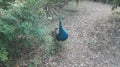 Beautiful blue and green peacock Royalty Free Stock Photo