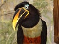 Beautiful blue green red white black toucan bird photo (Toucan Ramphastidae) Royalty Free Stock Photo