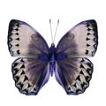 Beautiful Blue and Grey Butterfly (Cambodia Junglequeen in fancy