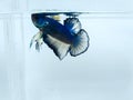 Beautiful blue halfmoon and golden yellow fancy betta fish with fluffy fins isolated. Royalty Free Stock Photo