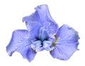 Beautiful blue head iris flower isolated on white background Royalty Free Stock Photo