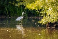 Beautiful blue heron standing in a tranquil pond, surrounded by lush greenery Royalty Free Stock Photo