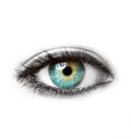 Beautiful blue human eye isolated on white macro shot