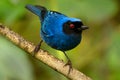 Beautiful blue hummingbird on a branch