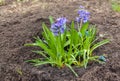Beautiful blue hyacinth Hyacinthus orientalis with muscari ar
