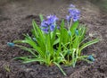 Beautiful blue hyacinth with muscari armenian on a flower bed