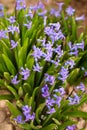 Beautiful blue hyacinths bloom in the garden