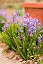 Beautiful blue hyacinths bloom