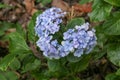 Beautiful blue Hydrangea close up. Artistic natural background. flower in bloom in spring. Closeup of blue hortensia flower. Bunch Royalty Free Stock Photo