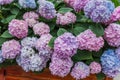 Pink hydrangea / hortensia flower background Royalty Free Stock Photo