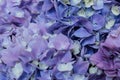 Beautiful blue hydrangea flowers in bloom. Floral texture for background Royalty Free Stock Photo