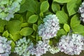 Beautiful blue hydrangea flowers close up Royalty Free Stock Photo