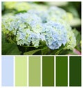 Beautiful blue hydrangea flowers, closeup. Natural color palette for interior or fashion design Royalty Free Stock Photo