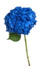 Beautiful blue hydrangea flowers isolated on white background Royalty Free Stock Photo